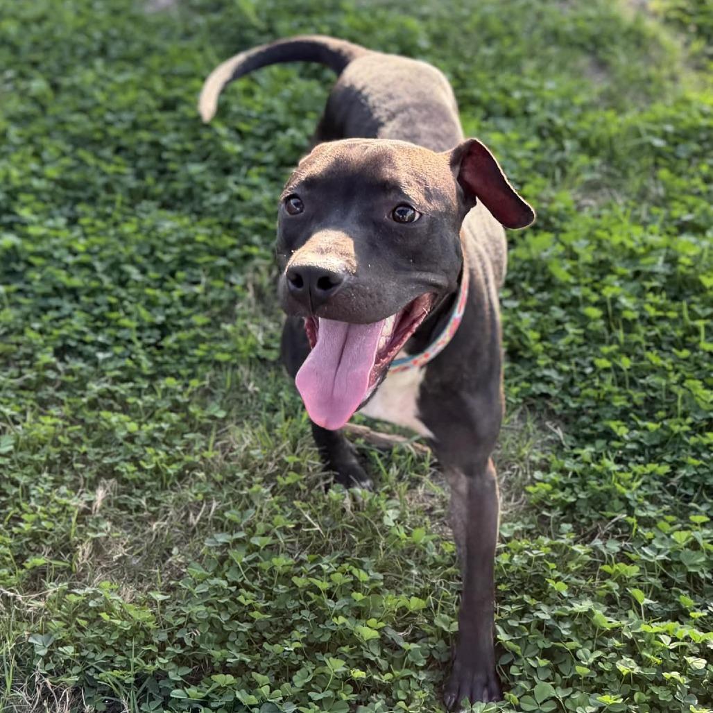 Enlarge Opal, a Adoptable Mixed Breed in Dickinson, TX image 4/6