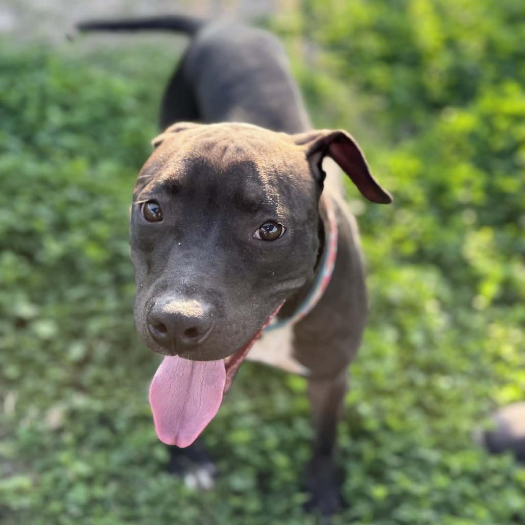 Enlarge Opal, a Adoptable Mixed Breed in Dickinson, TX image 5/6