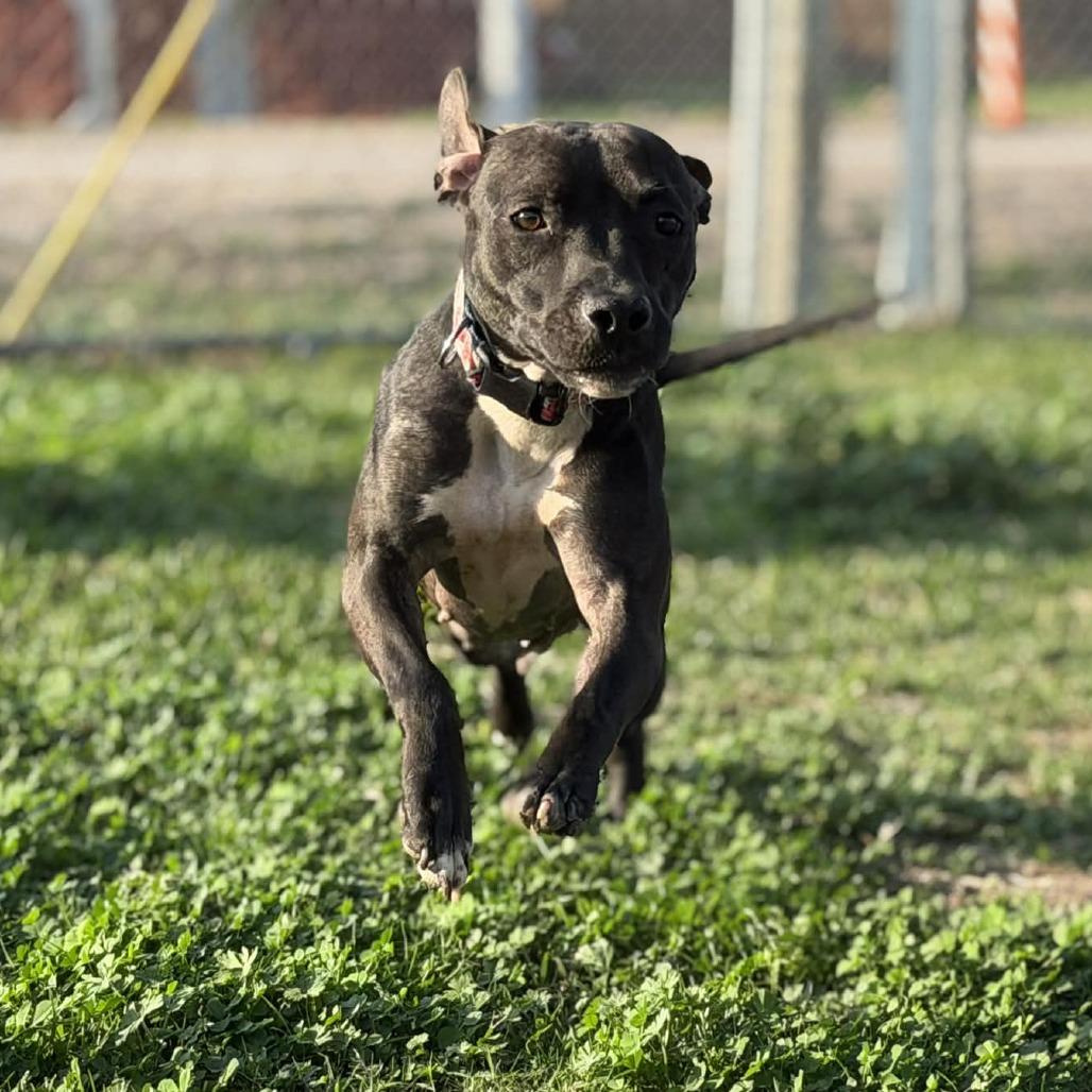 Enlarge Opal, a Adoptable Mixed Breed in Dickinson, TX image 6/6