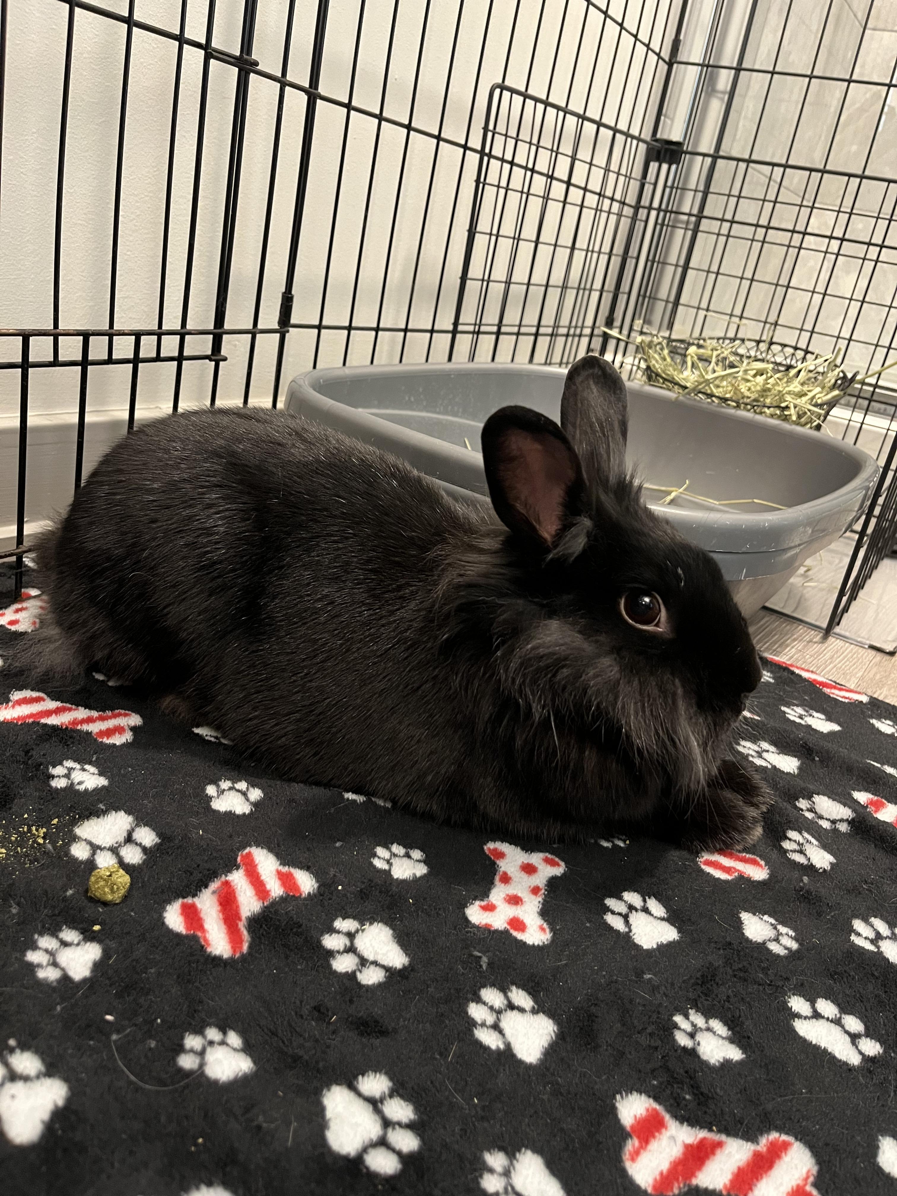 Ashley, Adoptable, Young Female Lionhead.