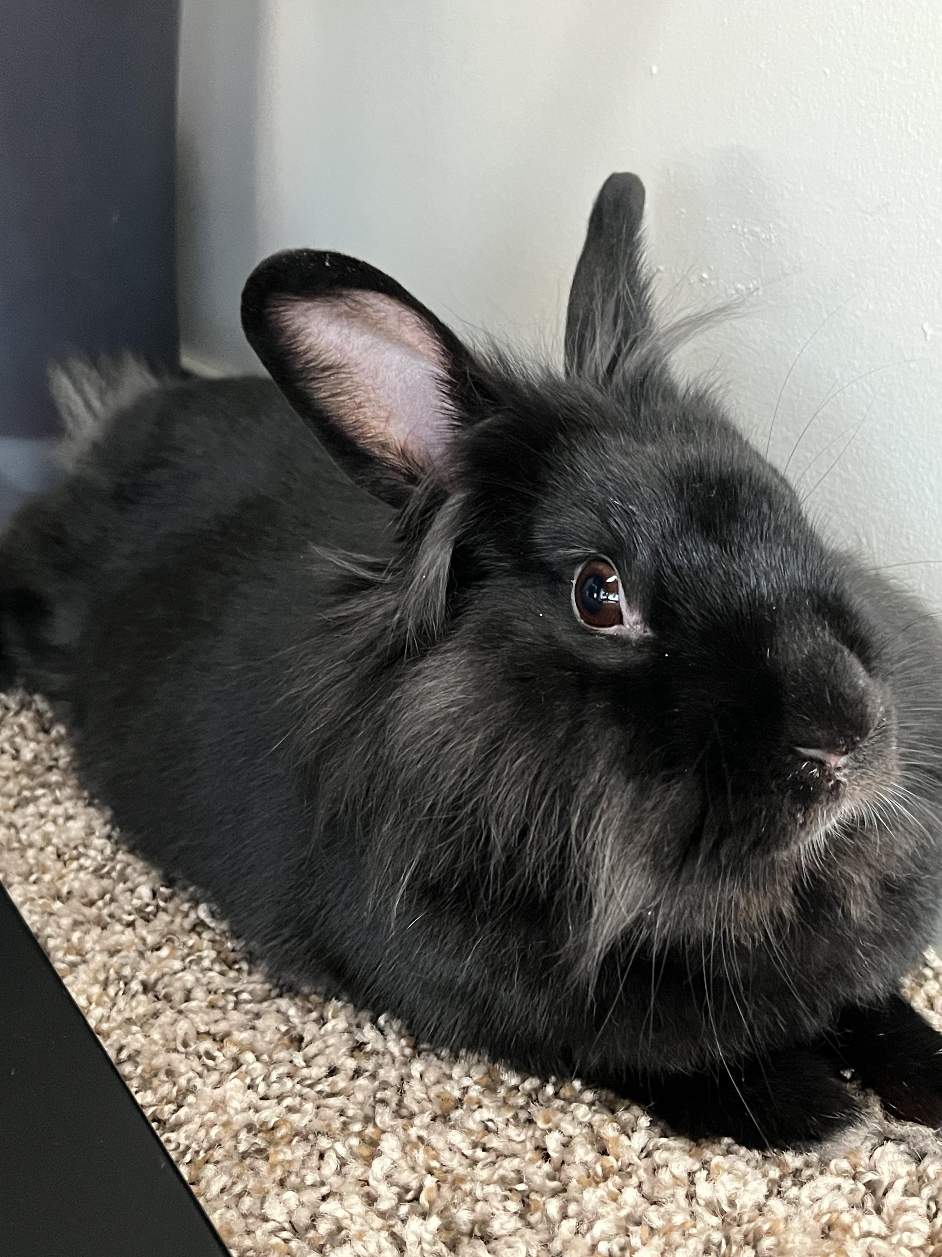 Ashley, a Adoptable mixed breed in Vandalia, OH image 2/3