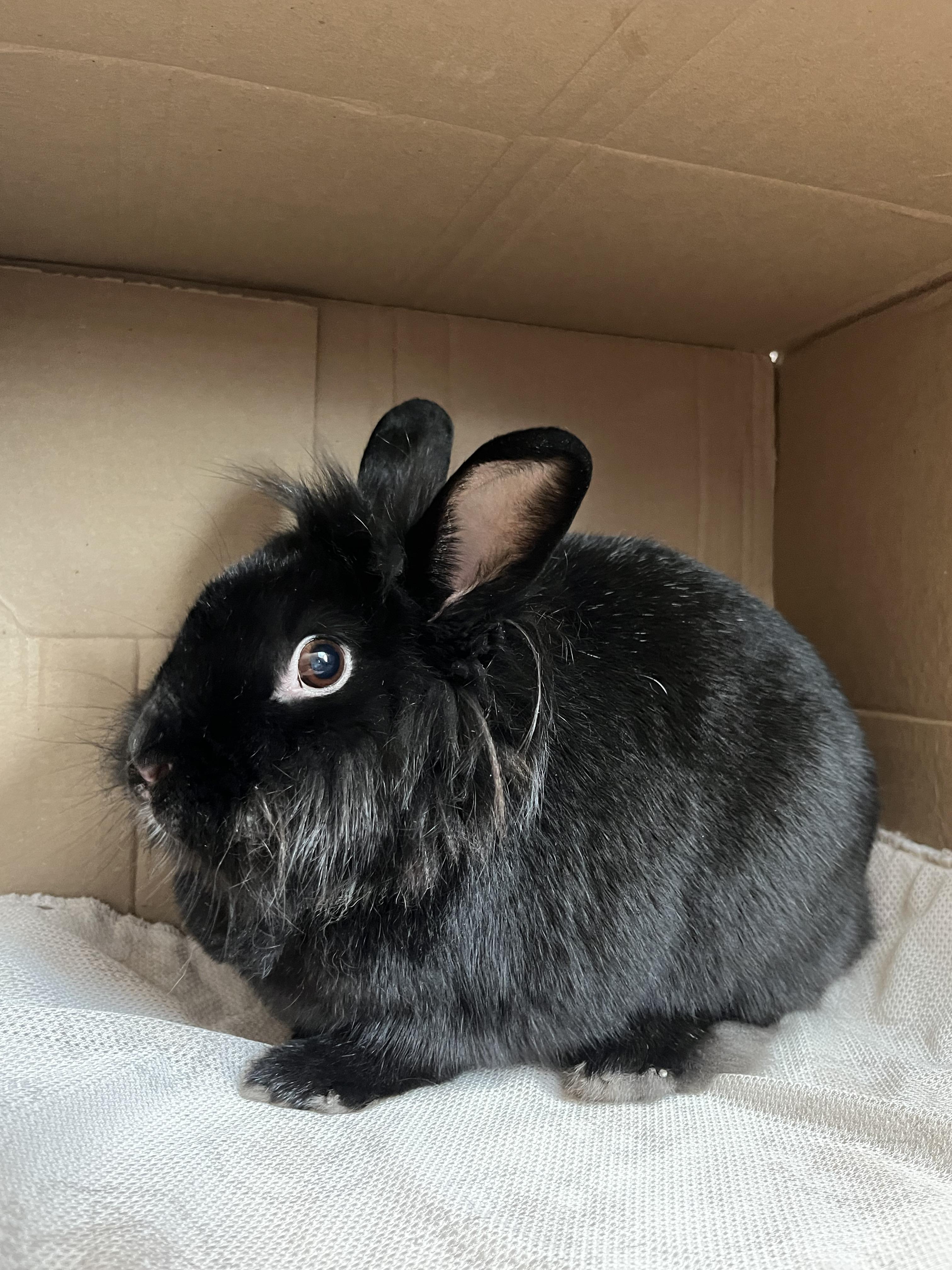 Ashley, a Adoptable mixed breed in Vandalia, OH image 3/3