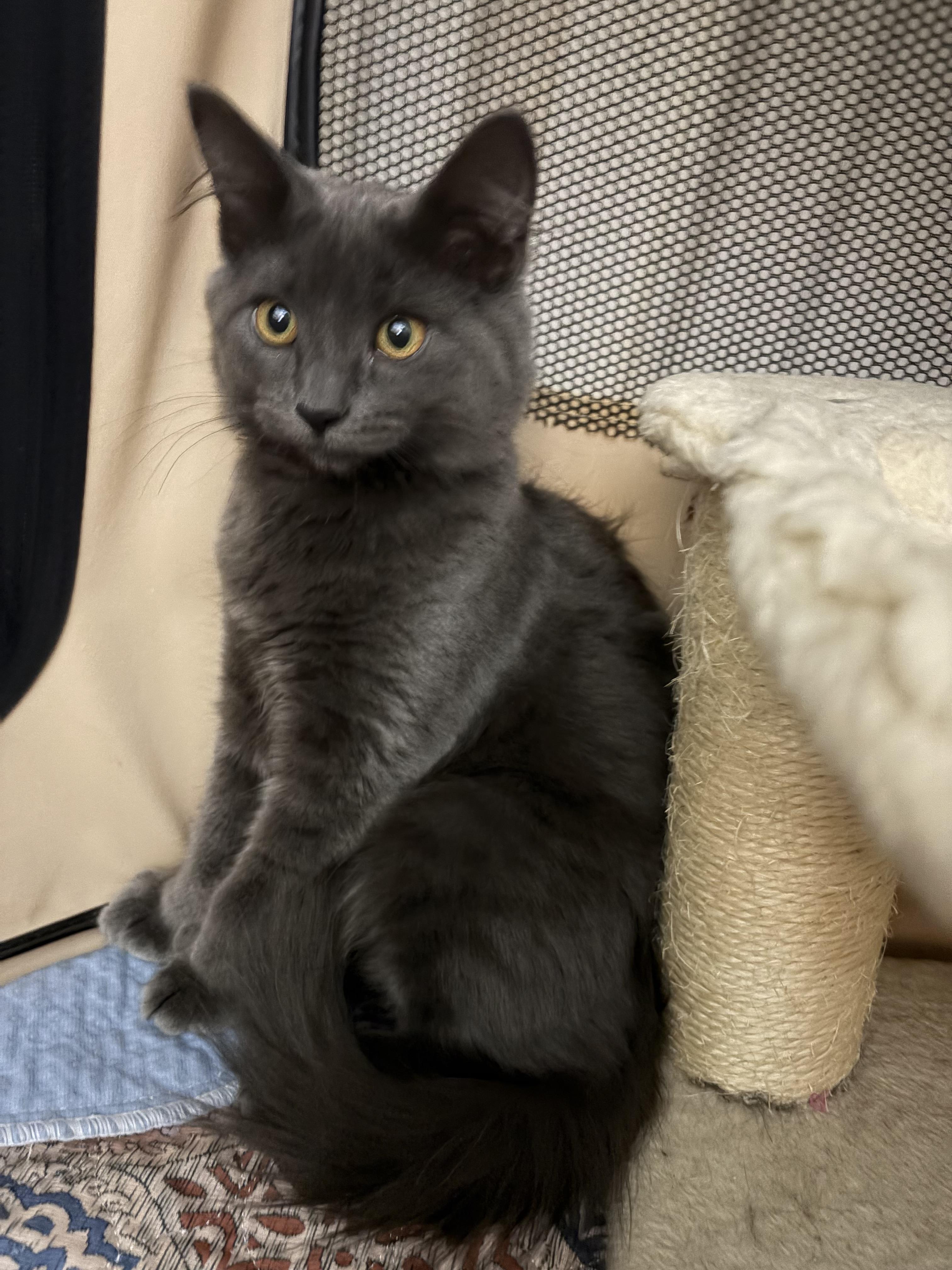 Enlarge Victoria, a Adopted mixed breed in Allentown, NJ image 4/4