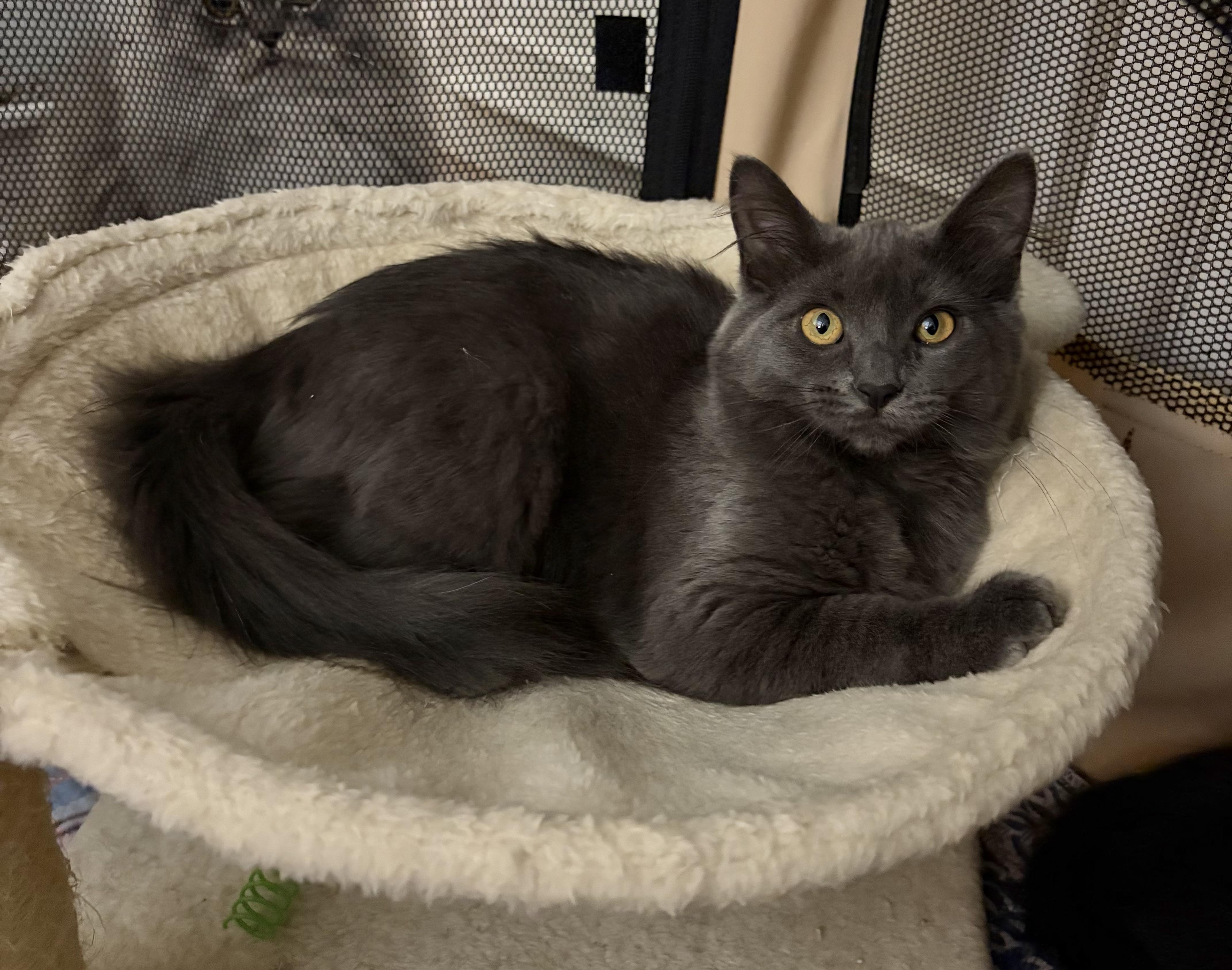 Victoria, Adoptable, Kitten Male Norwegian Forest Cat & Domestic Long Hair.