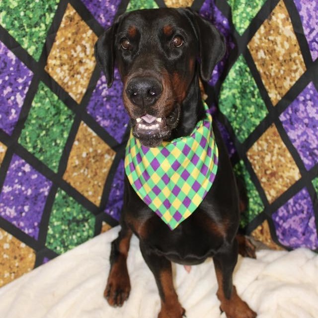 Ari, adoptable, Adult Male Doberman Pinscher.