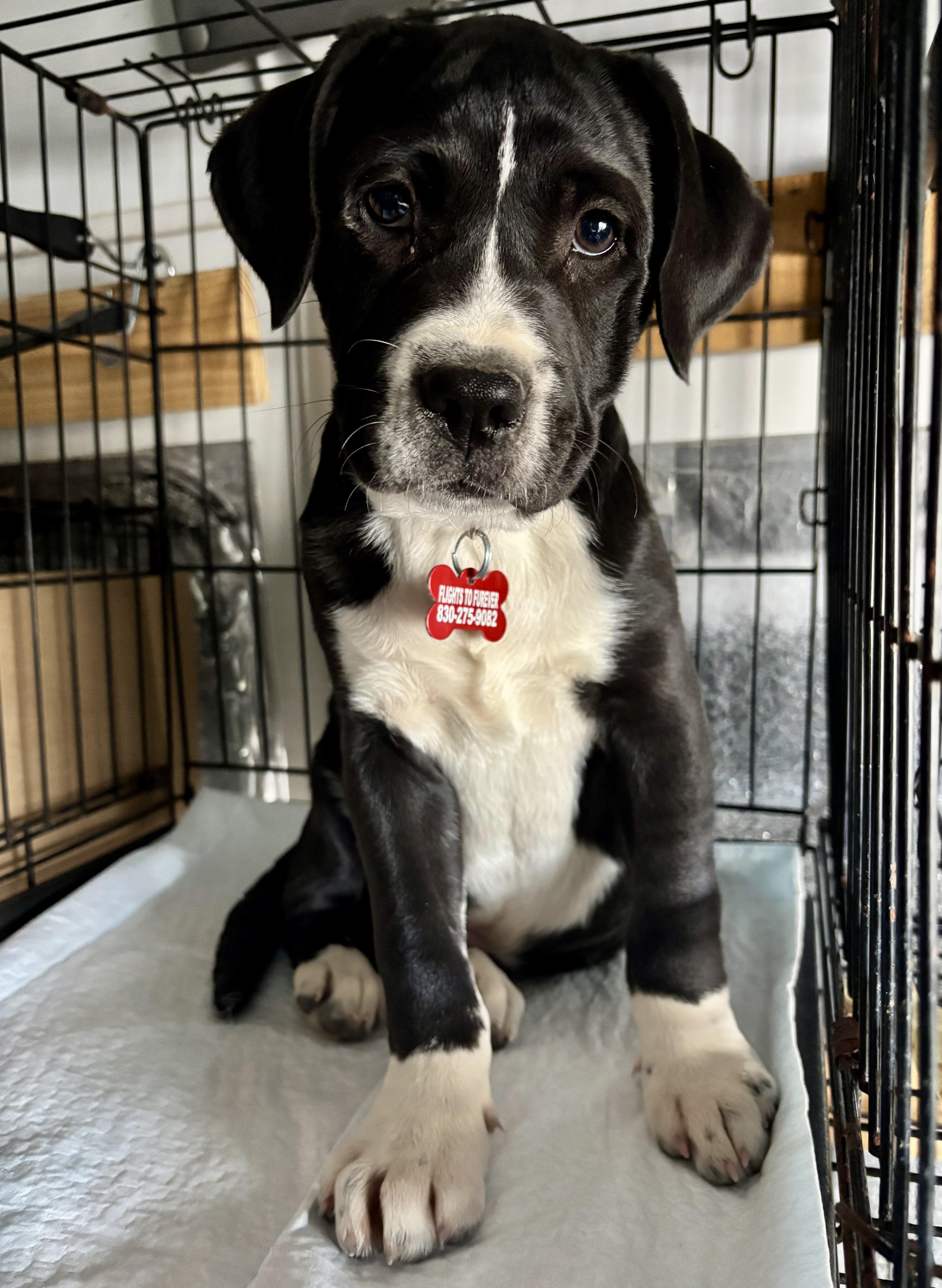 Enlarge Panda, a Adoptable mixed breed in Darien Center, NY image 1/6