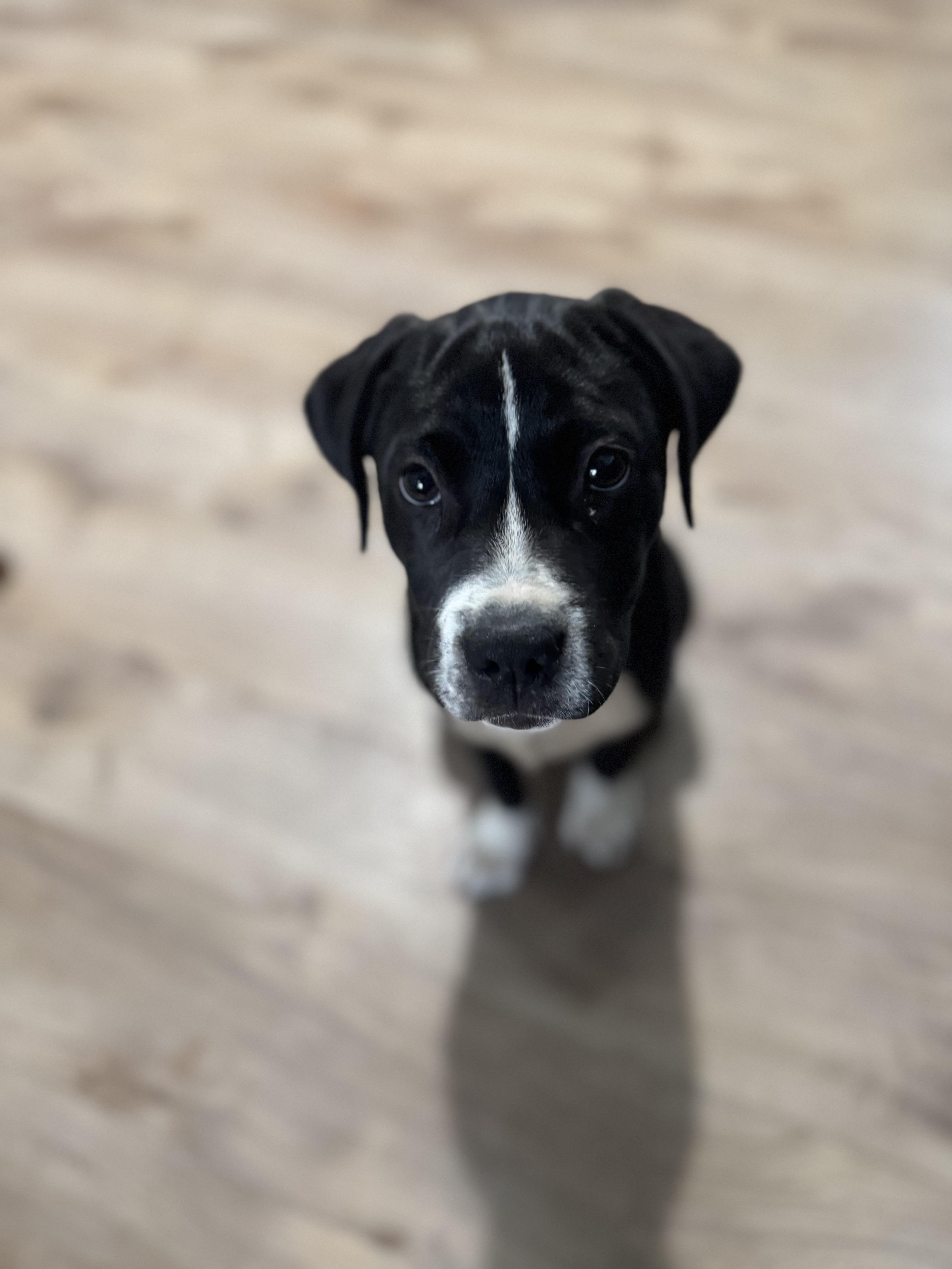 Enlarge Panda, a Adoptable mixed breed in Darien Center, NY image 4/6