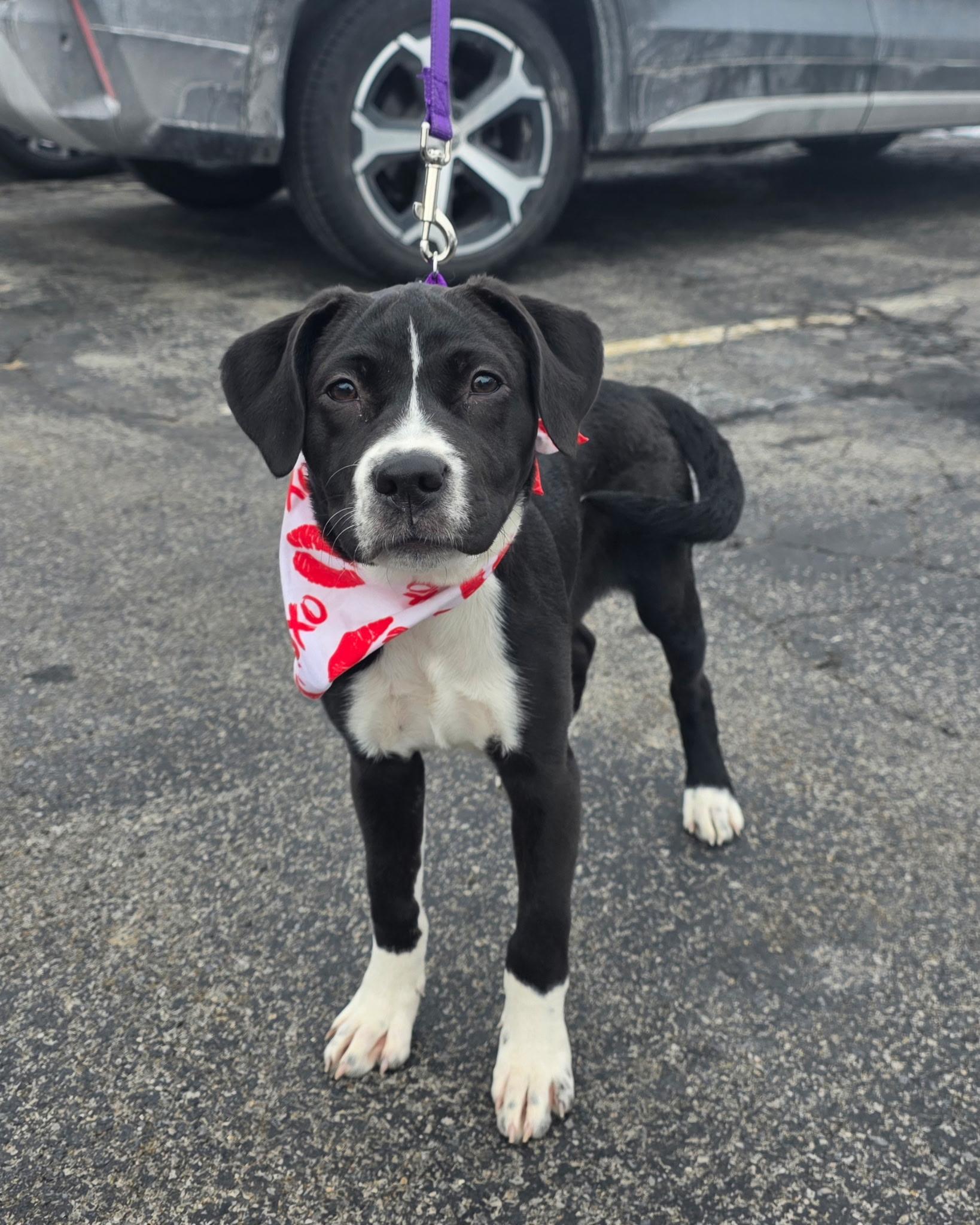 Enlarge Panda, a Adoptable mixed breed in Darien Center, NY image 1/6