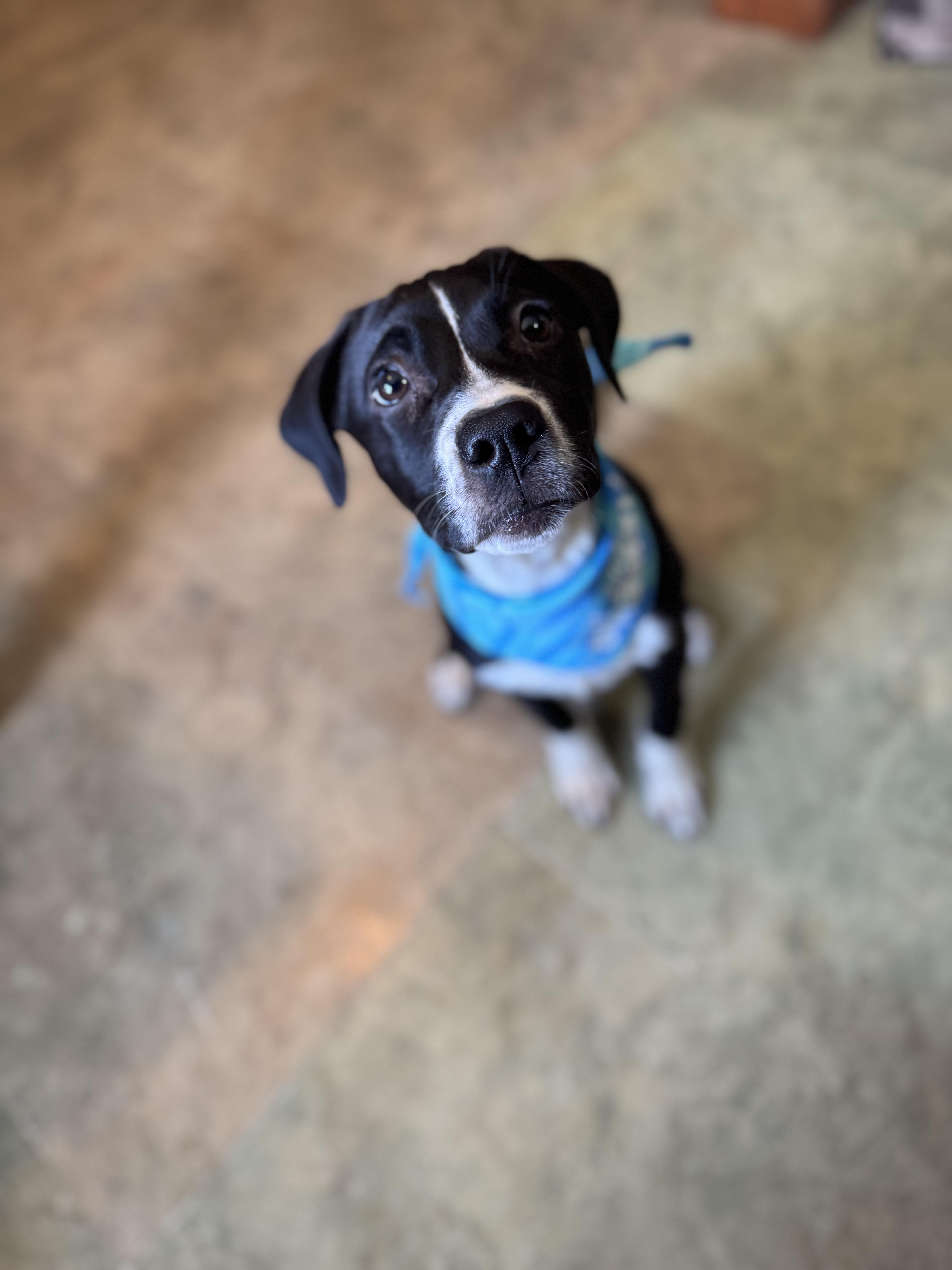 Enlarge Panda, a Adoptable mixed breed in Darien Center, NY image 6/6