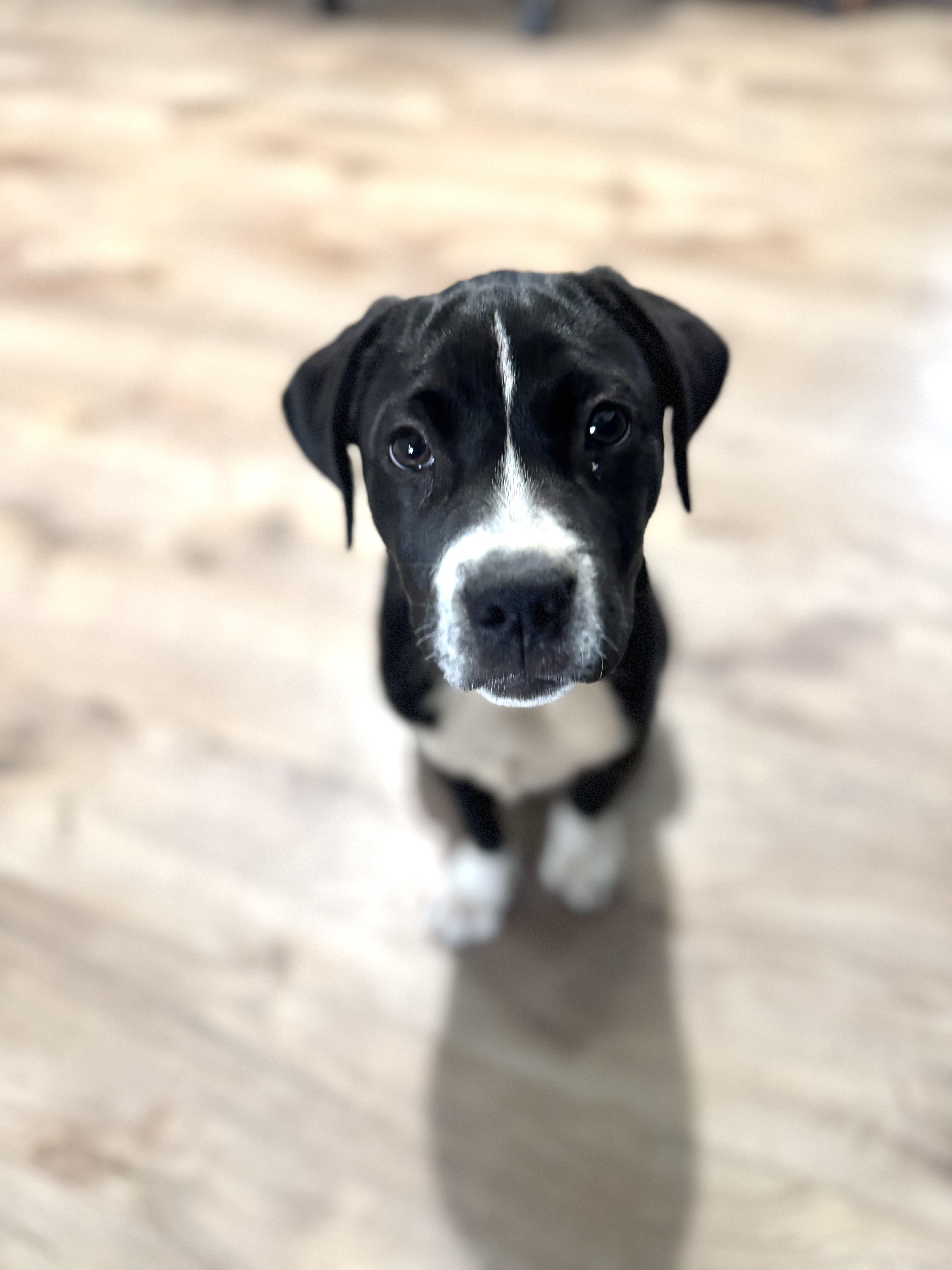 Enlarge Panda, a Adoptable mixed breed in Darien Center, NY image 6/6