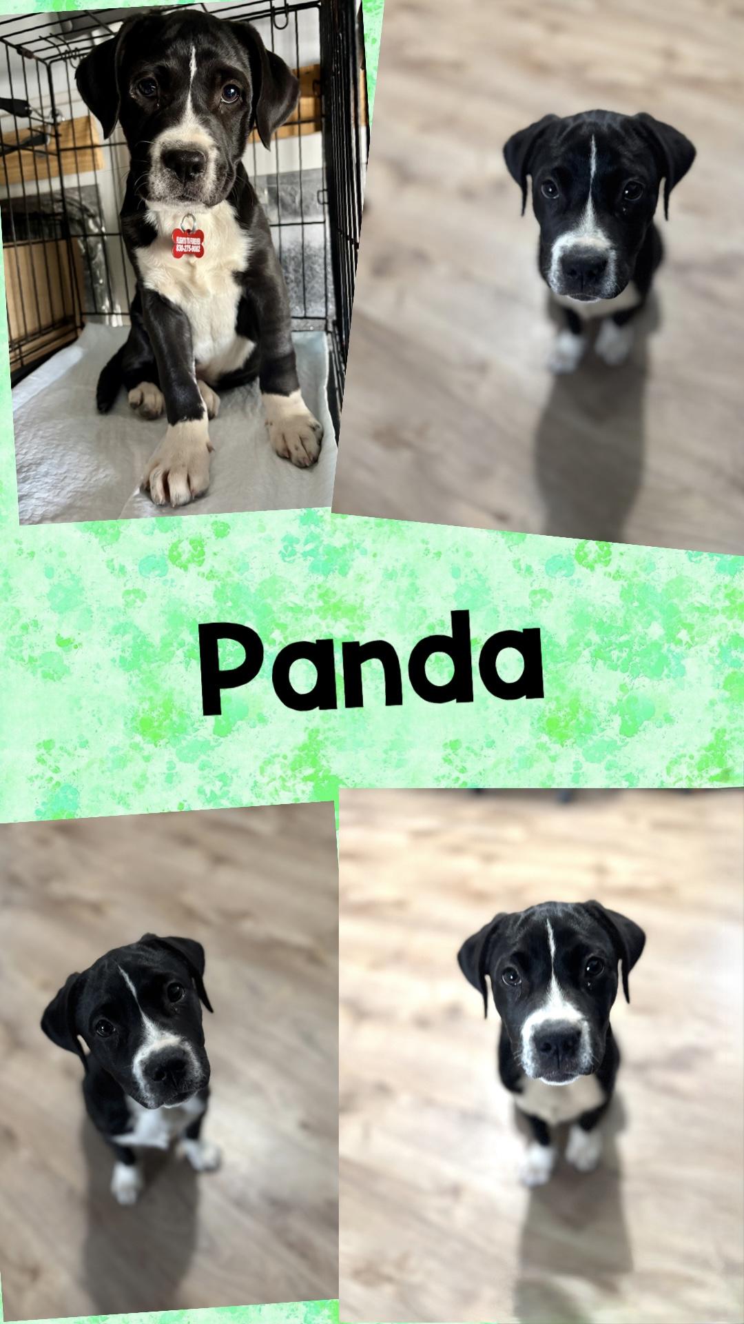Enlarge Panda, a Adoptable mixed breed in Darien Center, NY image 3/6
