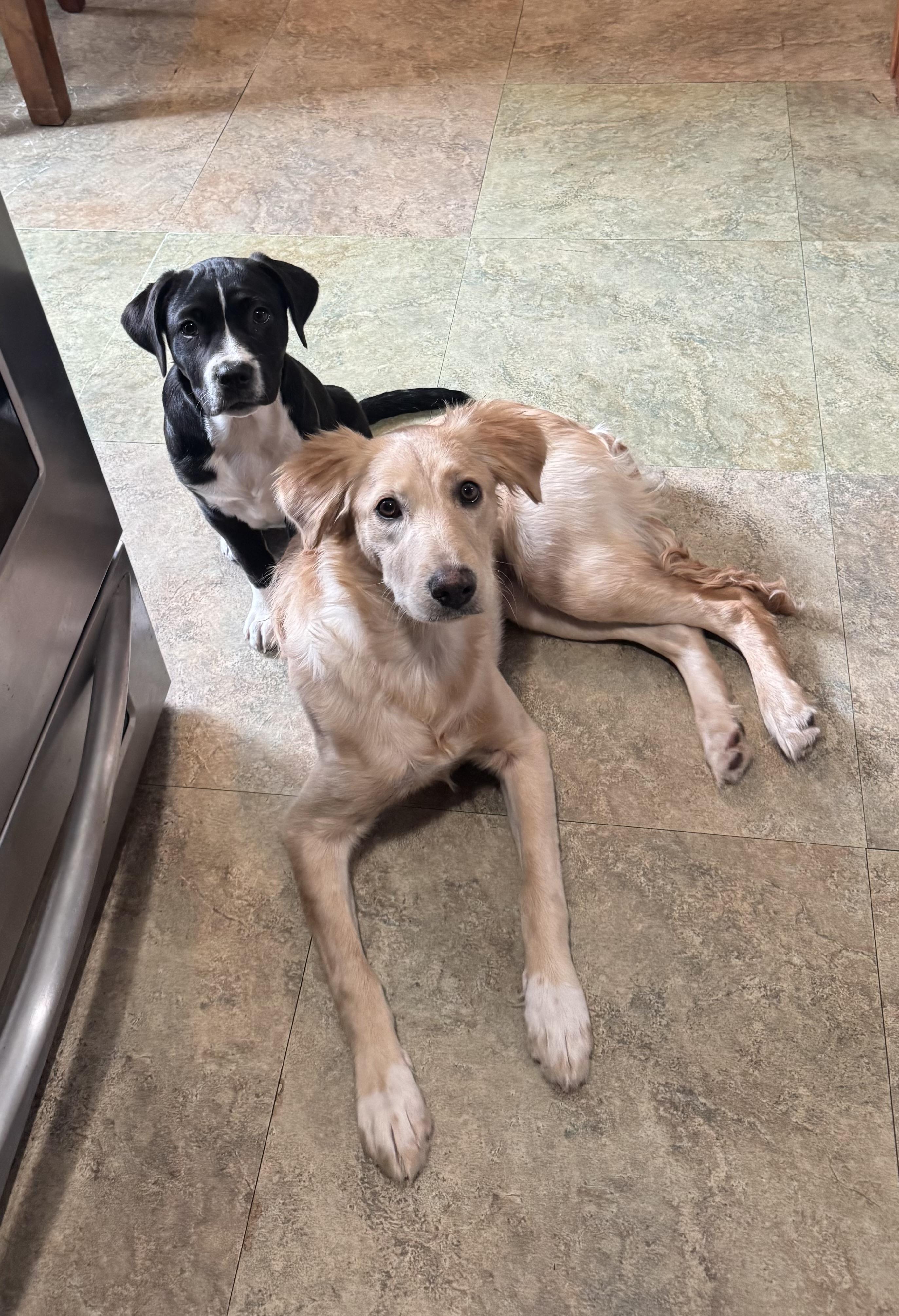 Enlarge Panda, a Adoptable mixed breed in Darien Center, NY image 2/6