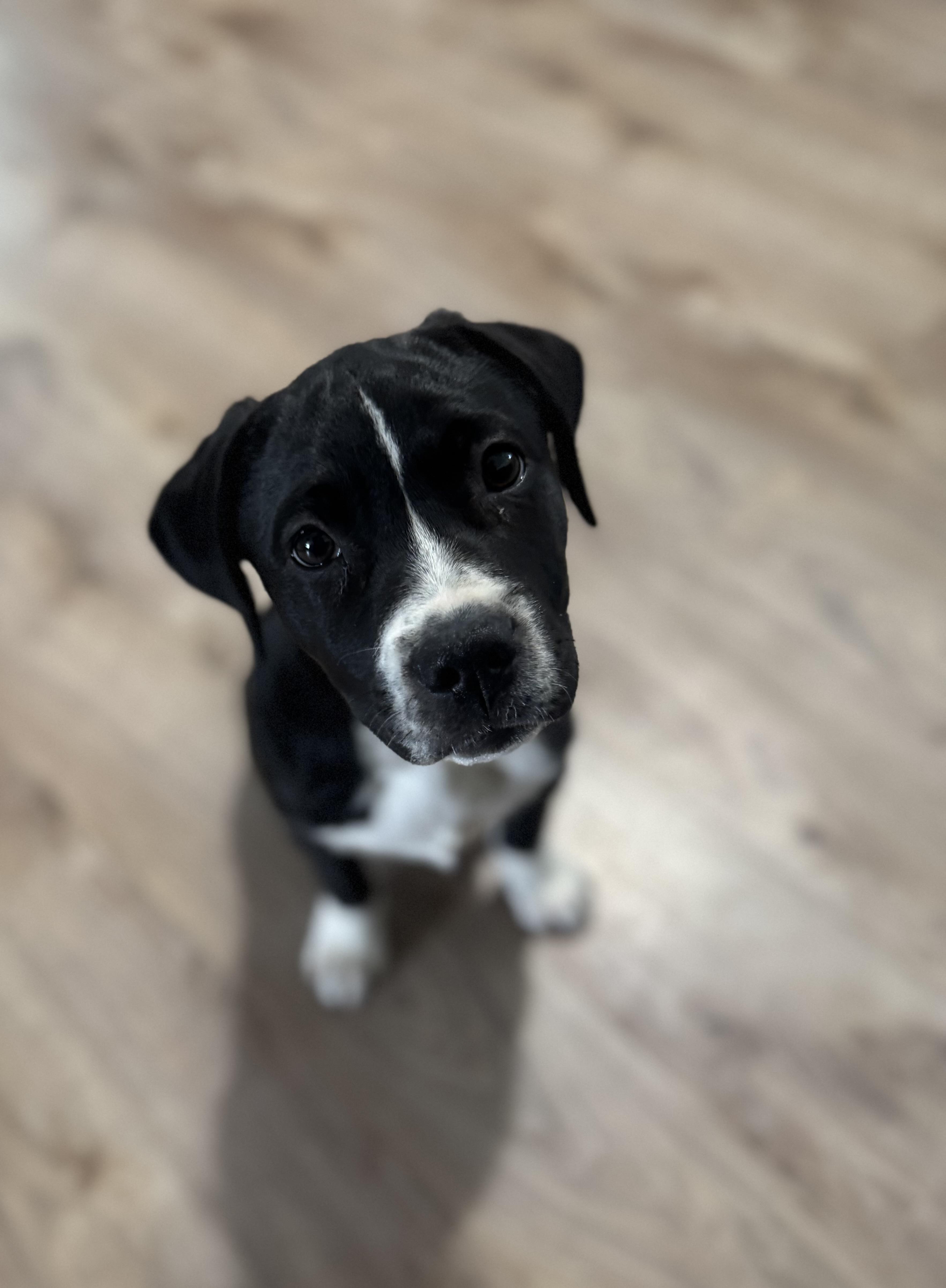 Enlarge Panda, a Adoptable mixed breed in Darien Center, NY image 5/6