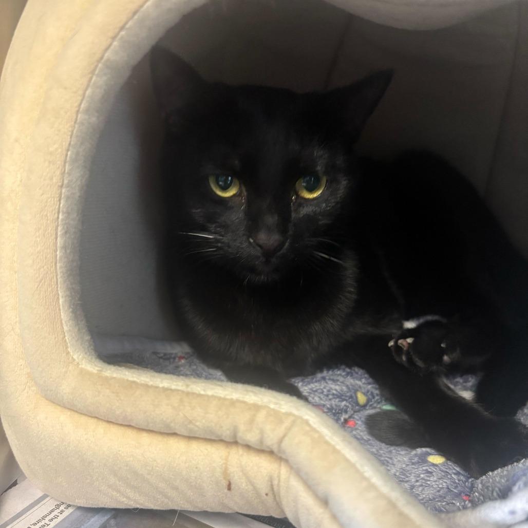 Pizza, Adoptable, Young Male Domestic Short Hair.