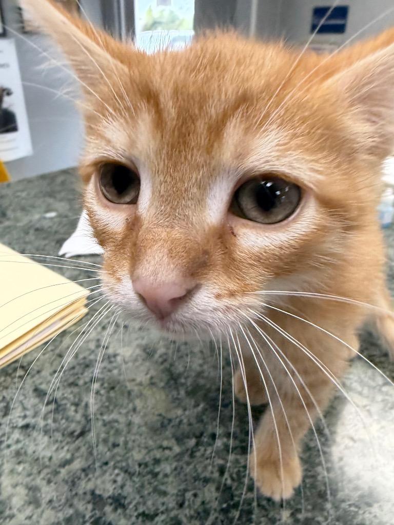 Cheeto, adopted, Kitten Male Domestic Short Hair.