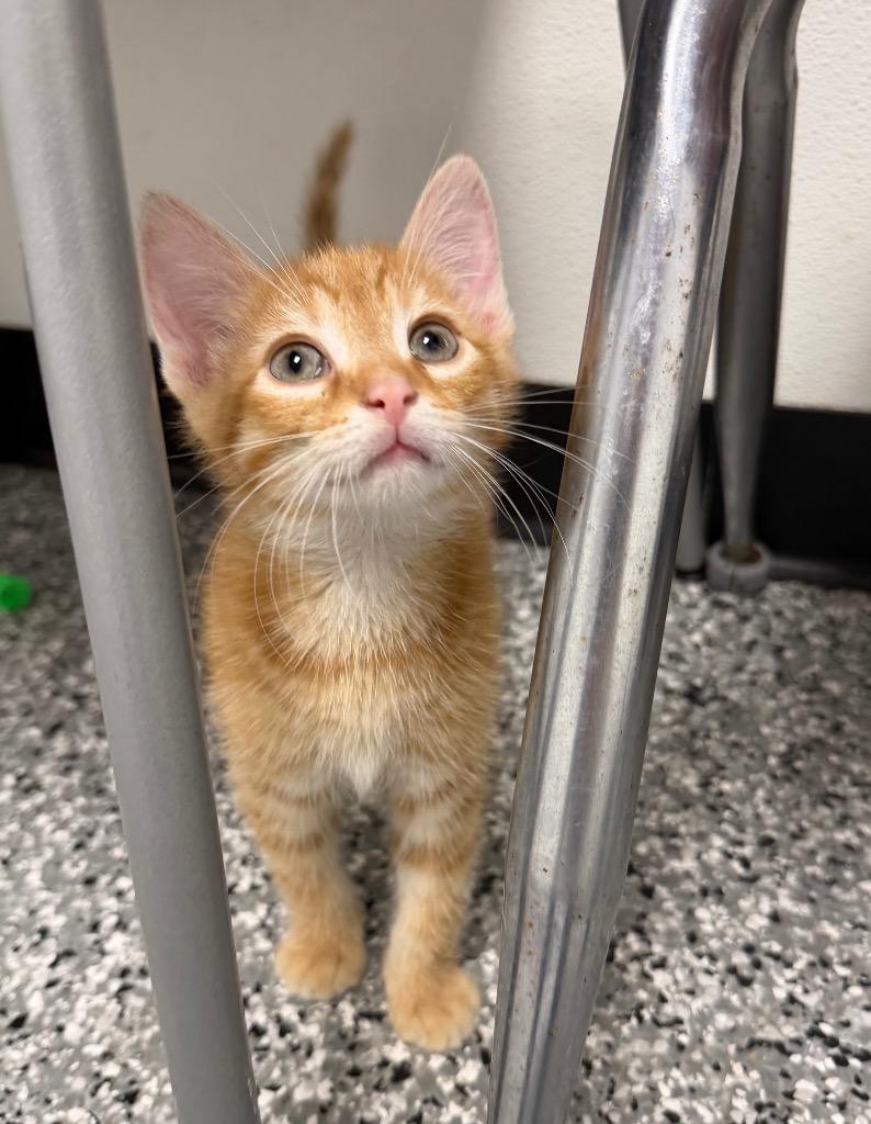 Cheeto, an adopted mixed breed in Bryan, OH image 2/3