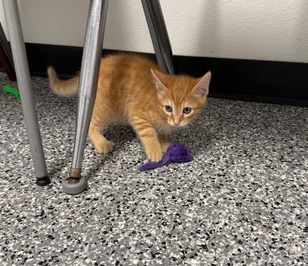 Cheeto, an adopted mixed breed in Bryan, OH image 3/3