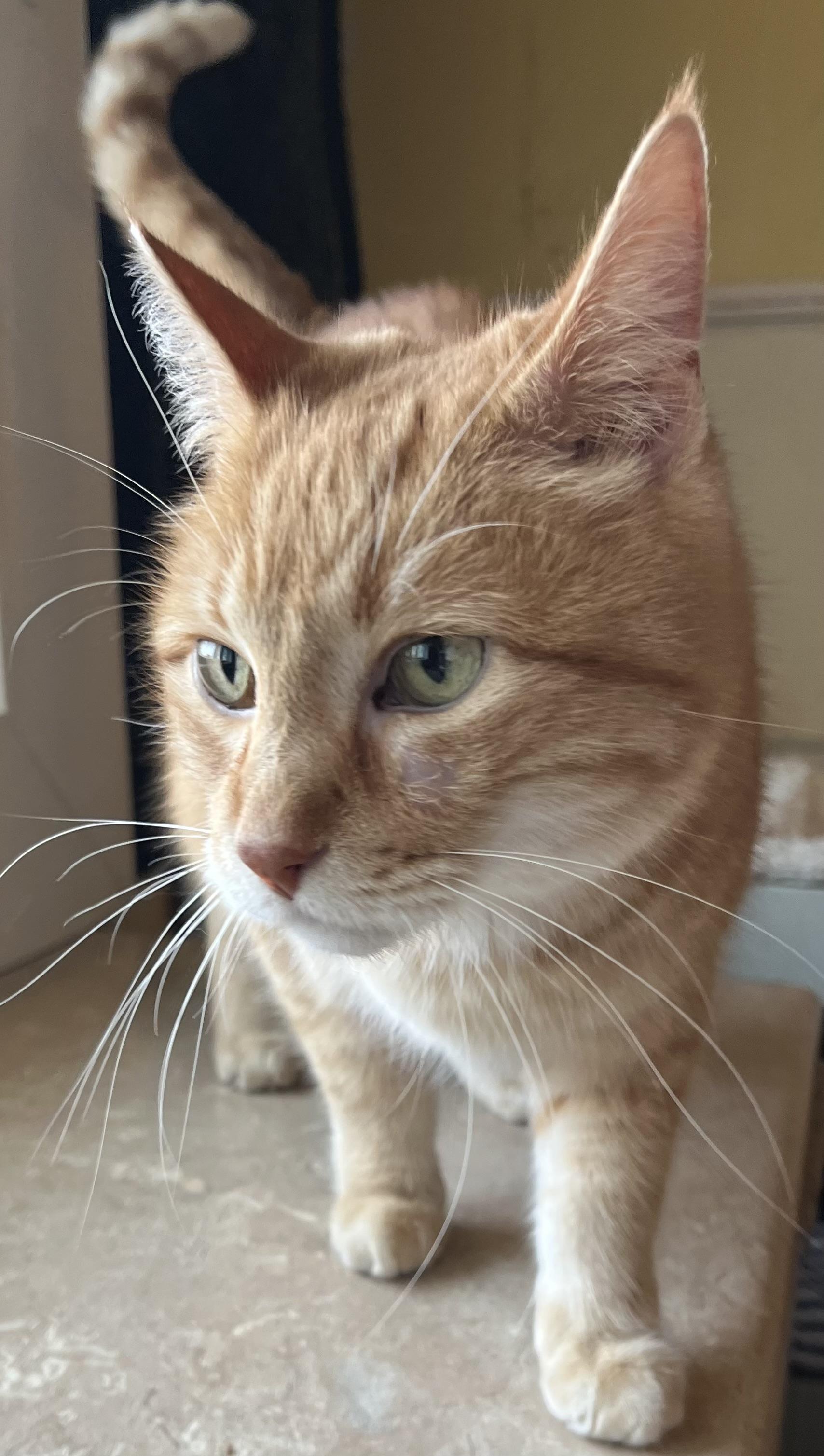 Bubba and Moose, Adoptable, Adult Male Domestic Short Hair.