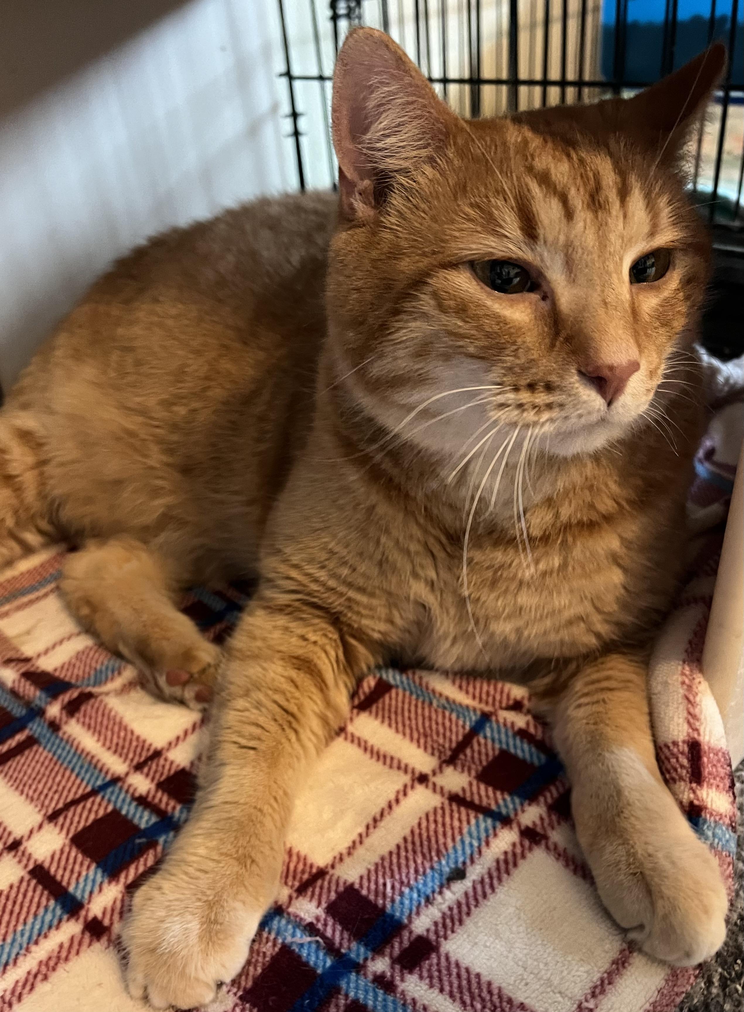 Enlarge Bubba and Moose, a Adoptable Domestic Short Hair in Moline, IL image 5/6