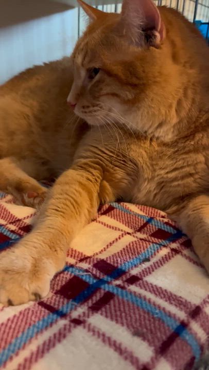 Enlarge Bubba and Moose, a Adoptable Domestic Short Hair in Moline, IL video 2/6