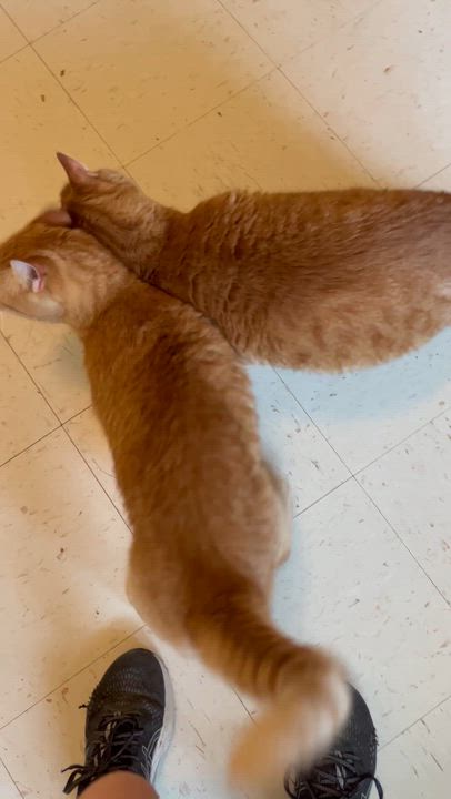 Enlarge Bubba and Moose, a Adoptable Domestic Short Hair in Moline, IL video 3/6