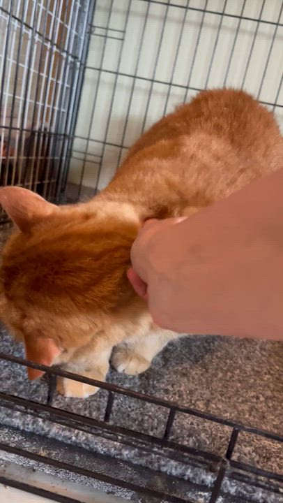 Enlarge Bubba and Moose, a Adoptable Domestic Short Hair in Moline, IL video 4/6