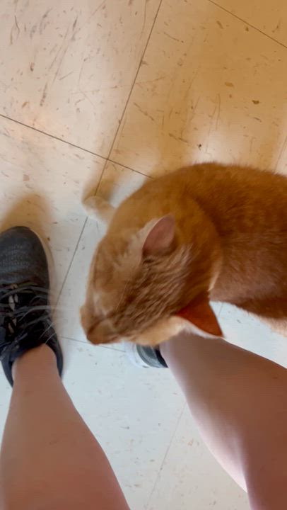 Enlarge Bubba and Moose, a Adoptable Domestic Short Hair in Moline, IL video 6/6