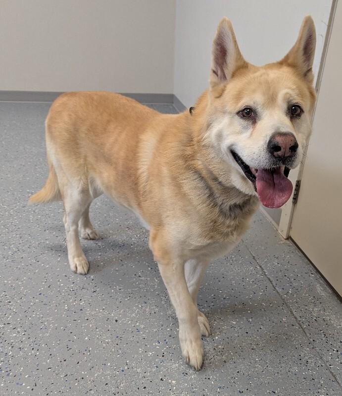 Major, Adoptable, Adult Male Akita & Husky.