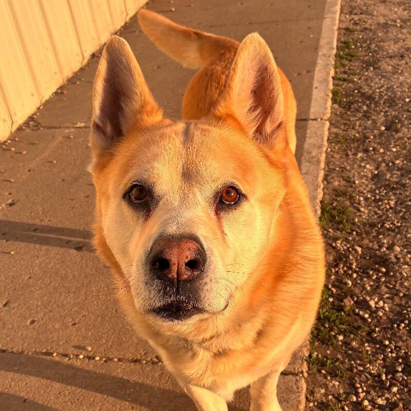 Major, a Adoptable mixed breed in Yankton, SD image 2/6