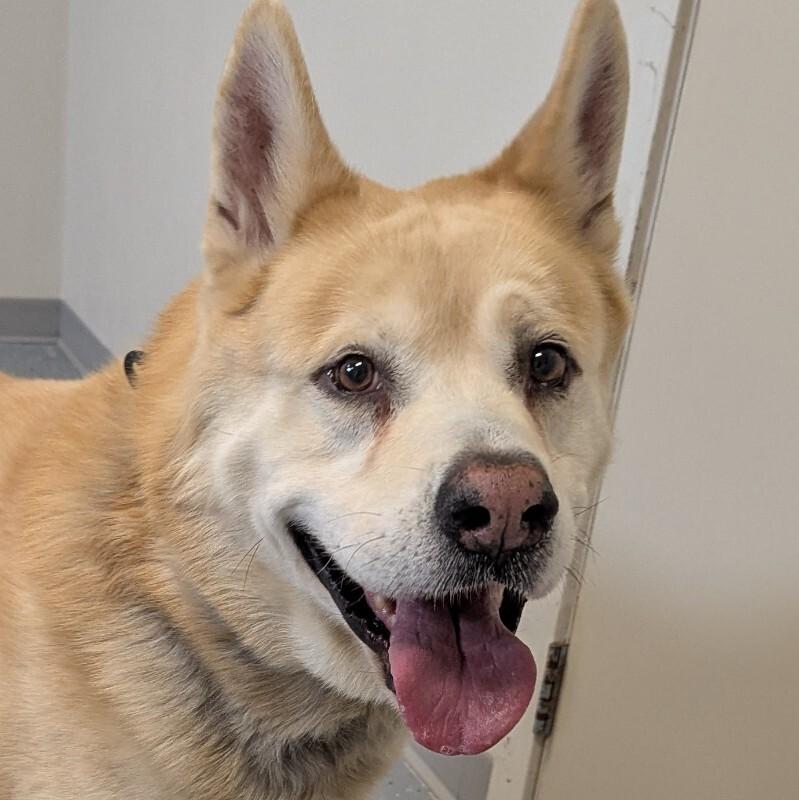 Enlarge Major, a Adoptable mixed breed in Yankton, SD image 2/6