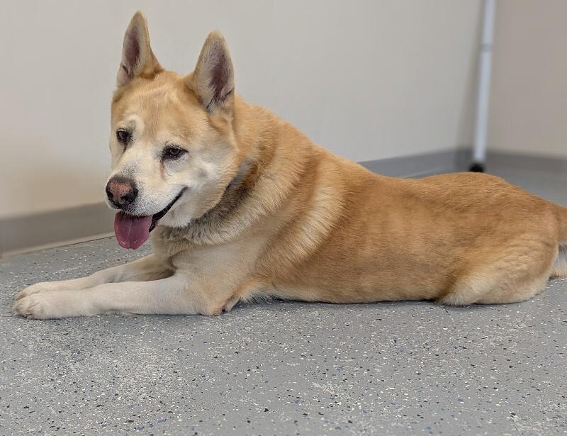 Enlarge Major, a Adoptable mixed breed in Yankton, SD image 3/6