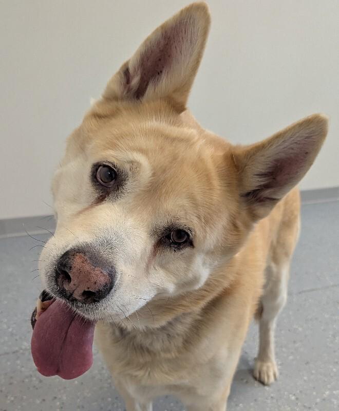 Enlarge Major, a Adoptable mixed breed in Yankton, SD image 4/6