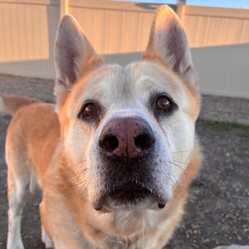 Enlarge Major, a Adoptable mixed breed in Yankton, SD image 5/6