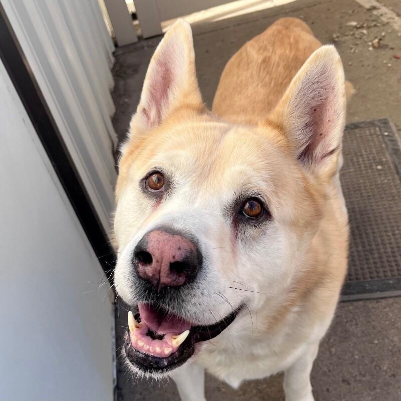 Enlarge Major, a Adoptable mixed breed in Yankton, SD image 6/6