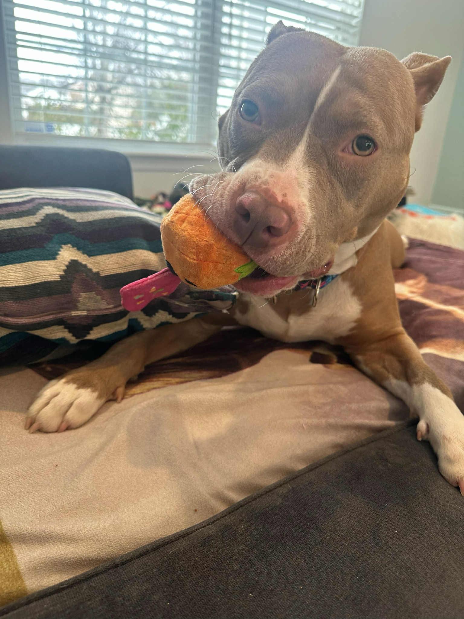 Enlarge Akari, a Adoptable Pit Bull Terrier in Spring Lake, NJ image 3/3