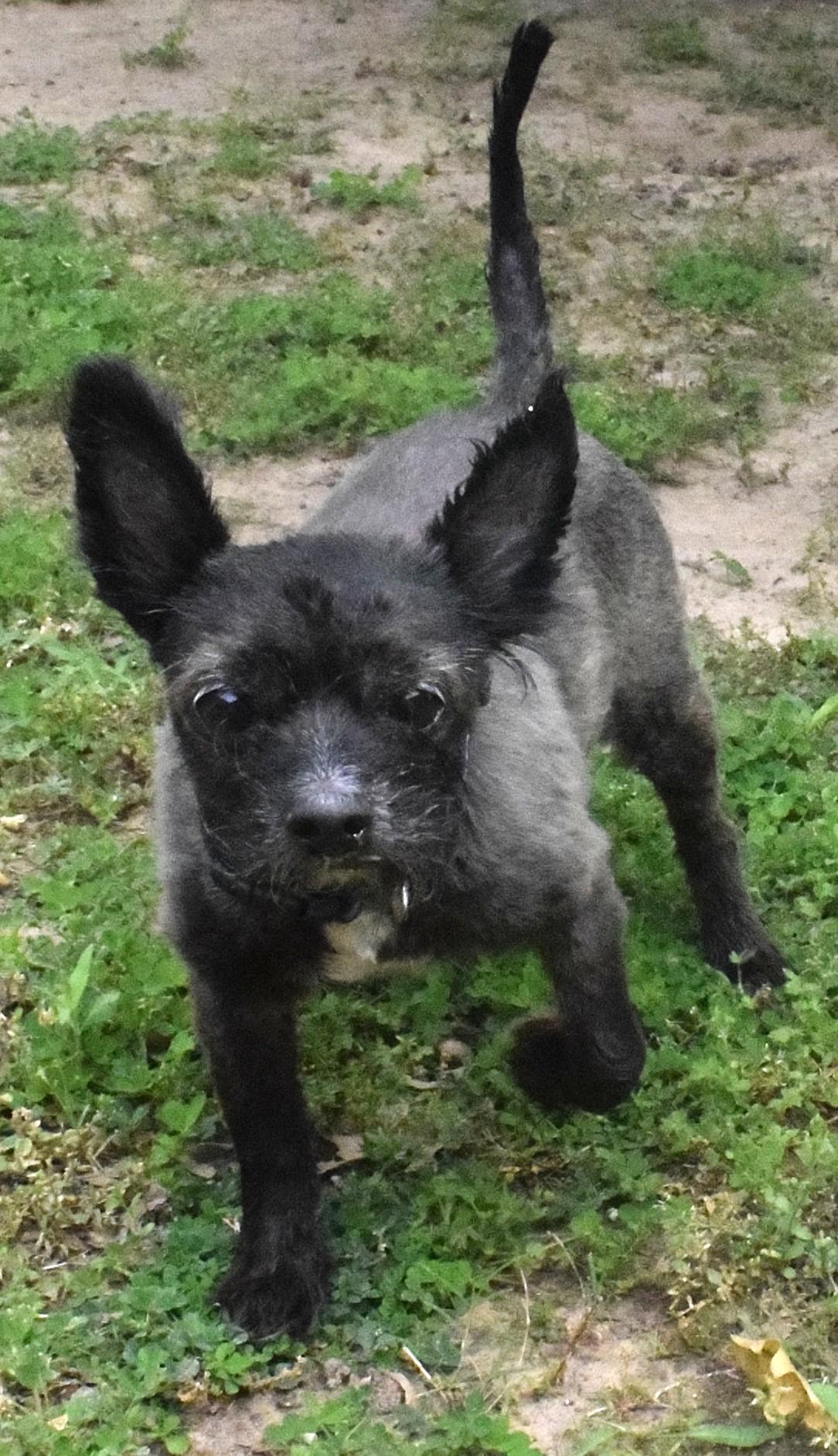 22144, adopted, Senior Male Terrier.