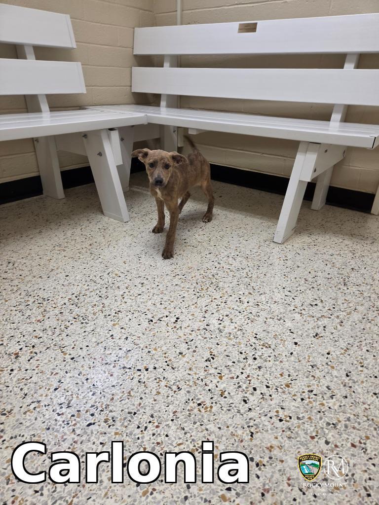Carlonia, Adoptable, Puppy Female Pit Bull Terrier.