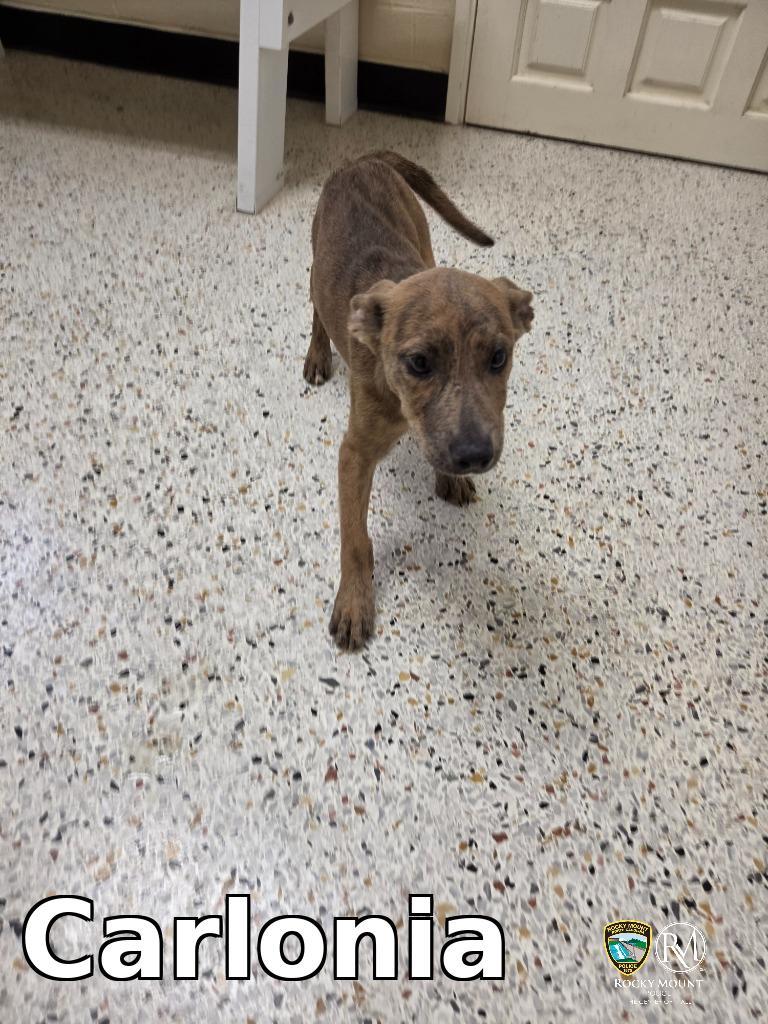 Carlonia, a Adoptable Pit Bull Terrier in Rocky Mount, NC image 2/2