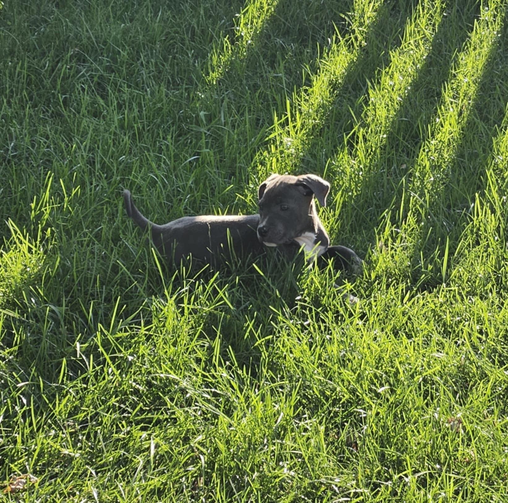 Saraphina, an adopted mixed breed in Elgin, IL image 1/4