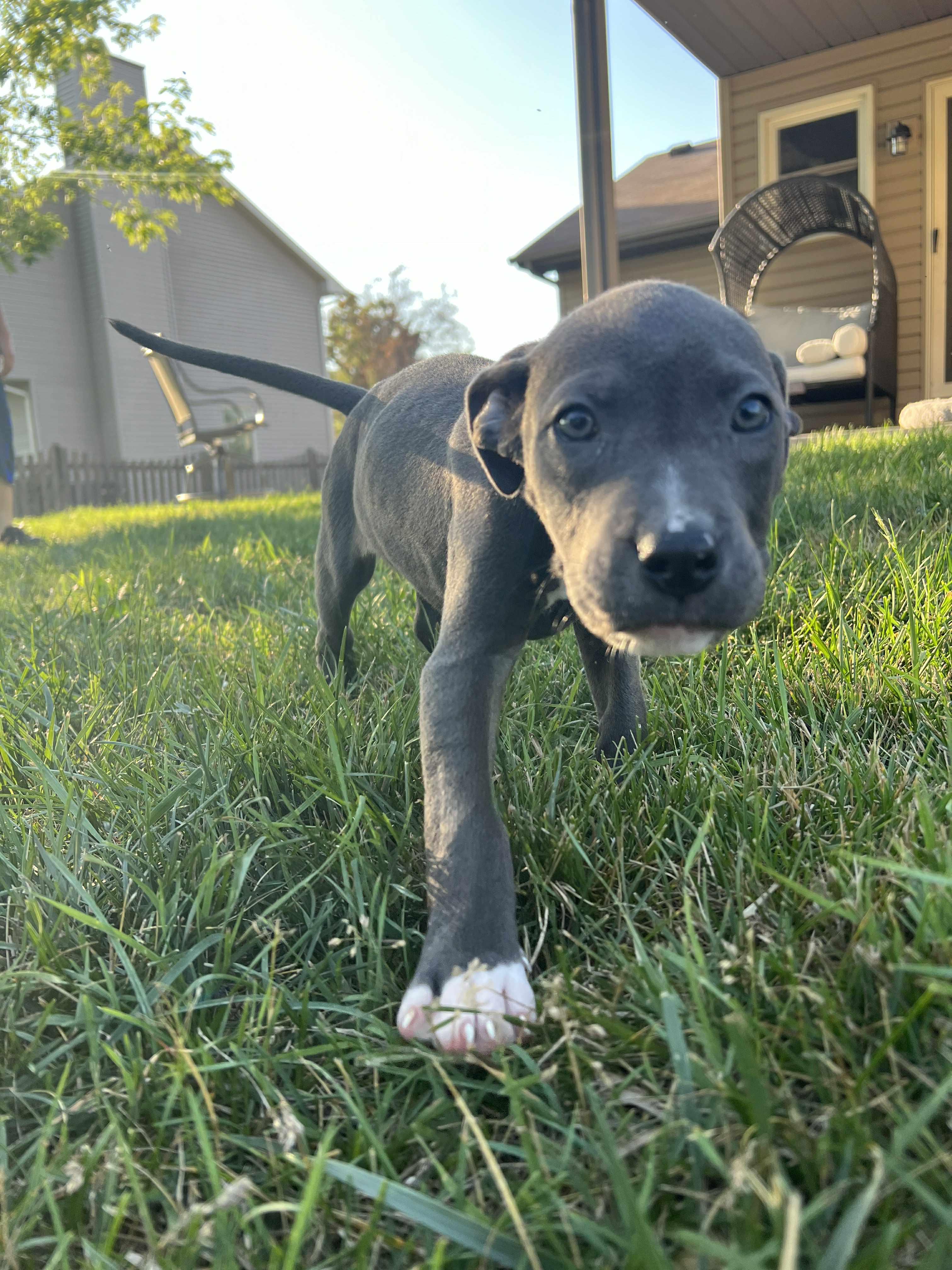 Saraphina, an adopted mixed breed in Elgin, IL image 2/4