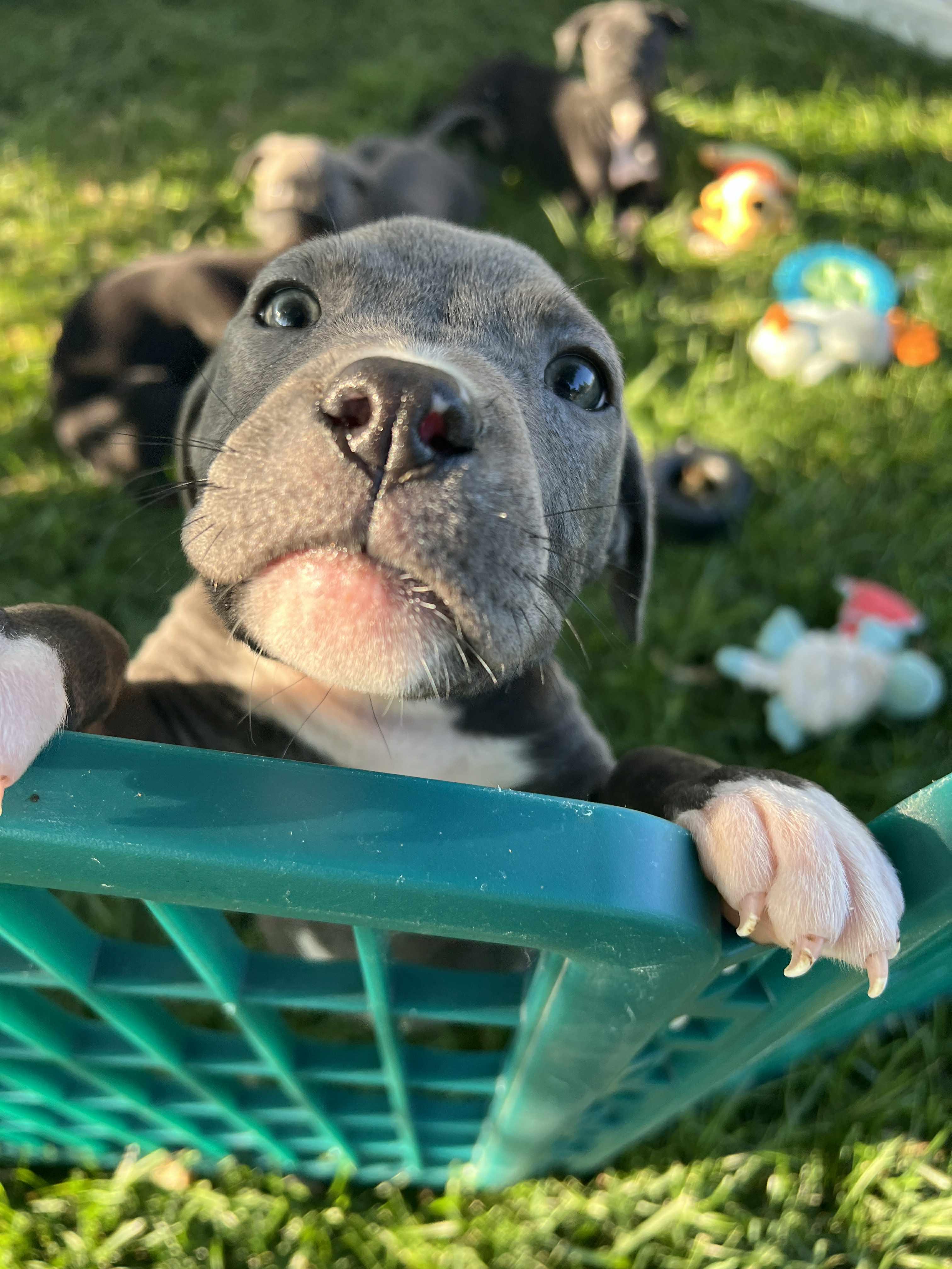 Saraphina, an adopted mixed breed in Elgin, IL image 3/4