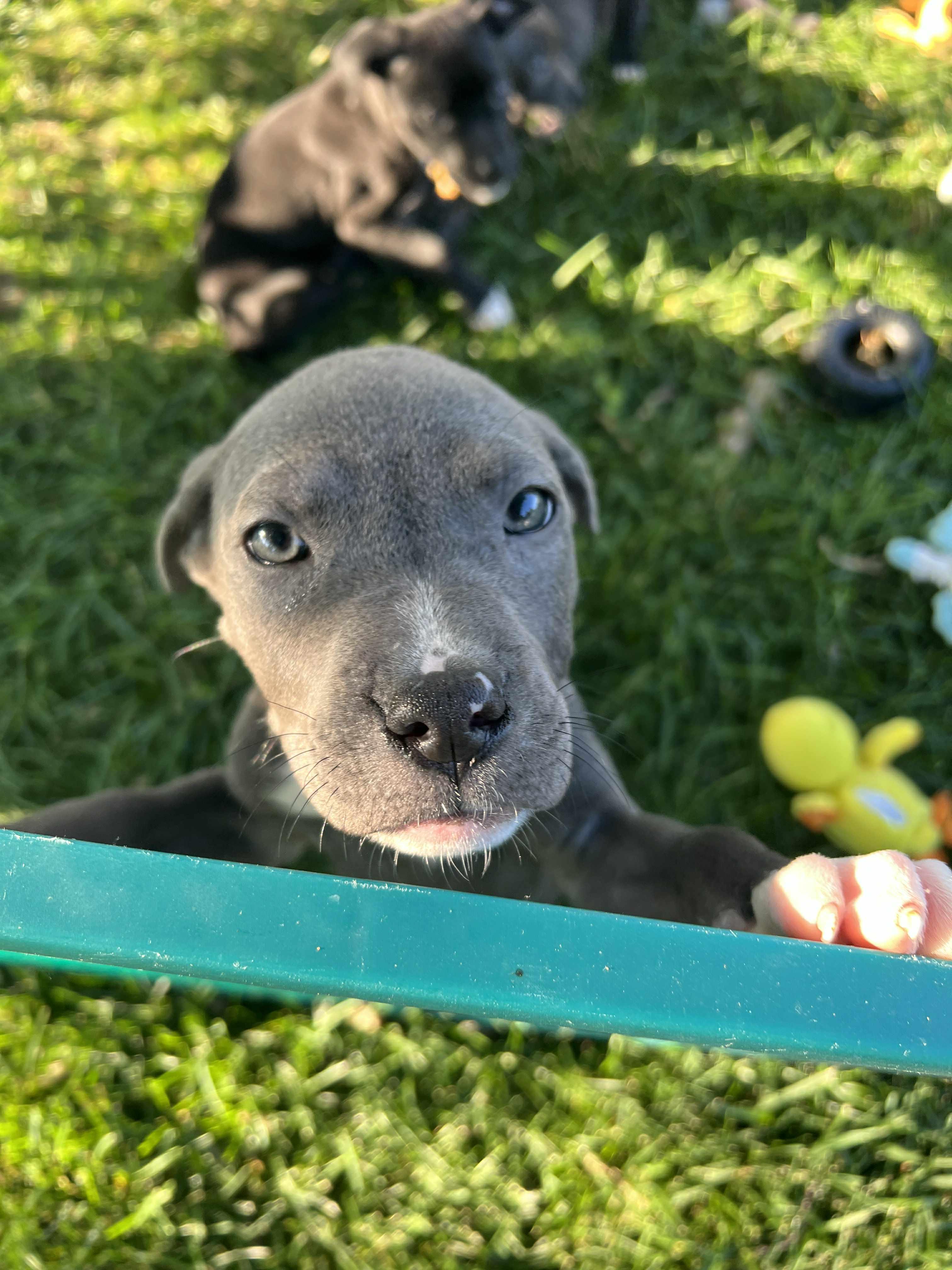 Saraphina, an adopted mixed breed in Elgin, IL image 4/4