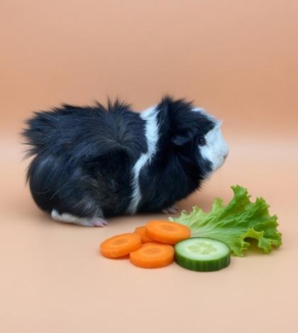 Enlarge Sydney (Bonded w/ Shelby), a Adoptable Guinea Pig in Bowling Green, KY image 3/3