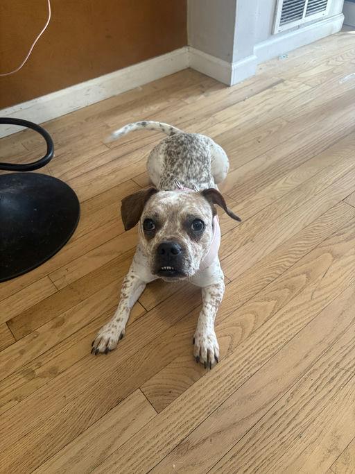 Enlarge Coco, a ADOPTABLE mixed breed in New York, NY image 5/6