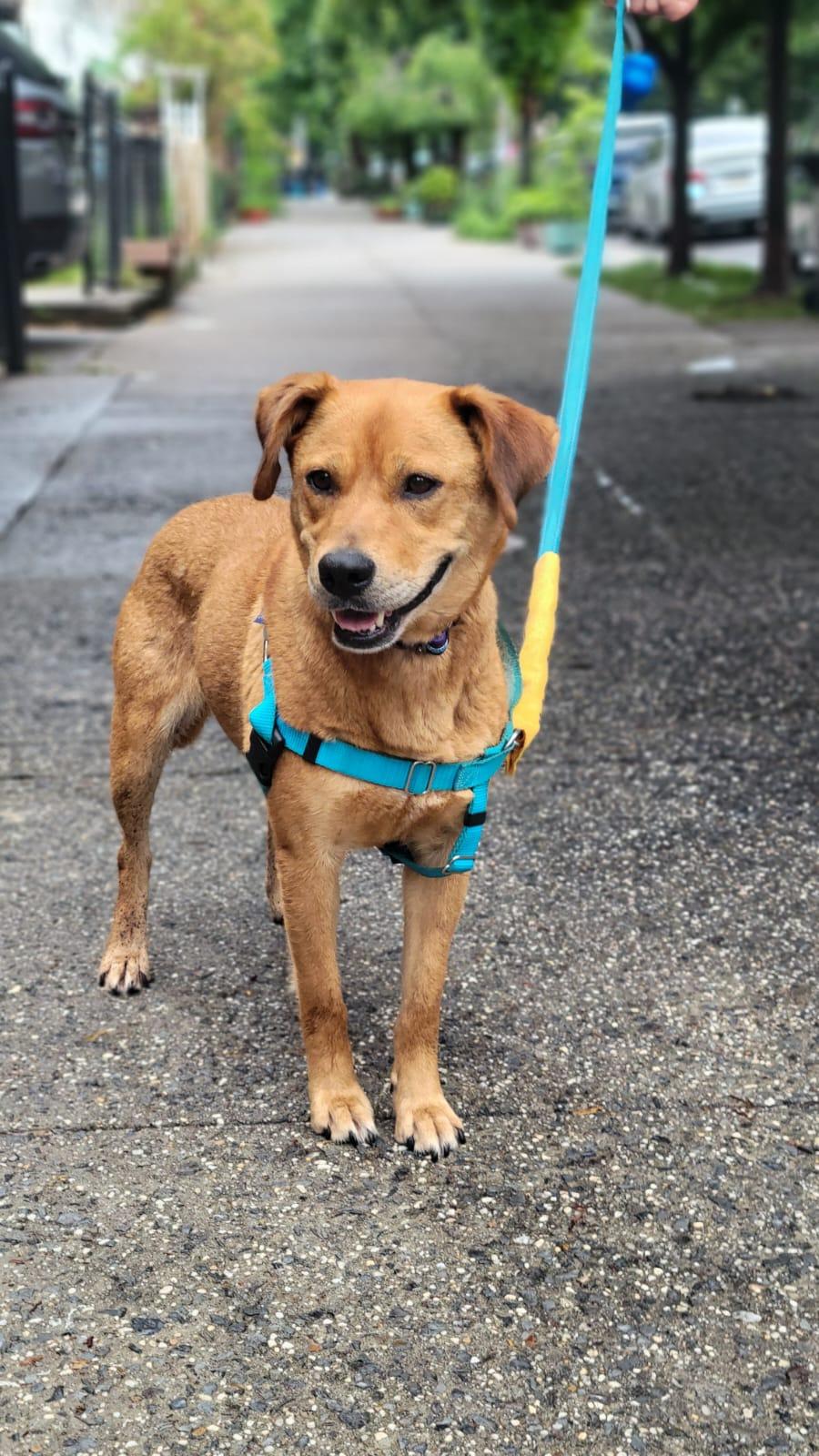 Enlarge Coco, a ADOPTABLE mixed breed in New York, NY image 2/6
