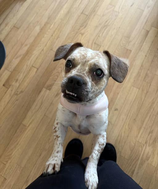 Enlarge Coco, a ADOPTABLE mixed breed in New York, NY image 6/6