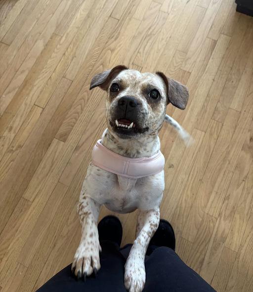 Coco, ADOPTABLE, Young Female Australian Cattle Dog / Blue Heeler & Shih Tzu.