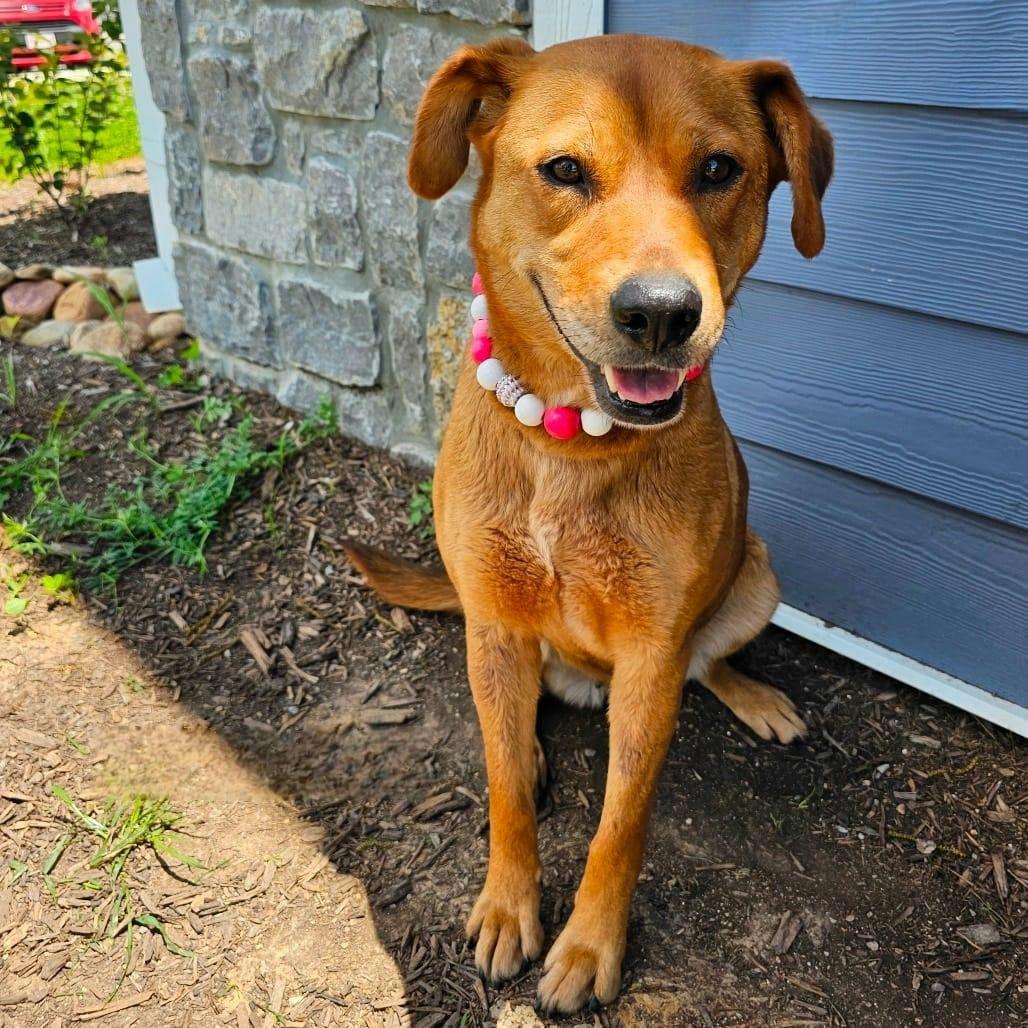 Enlarge Coco, a ADOPTABLE mixed breed in New York, NY image 4/6