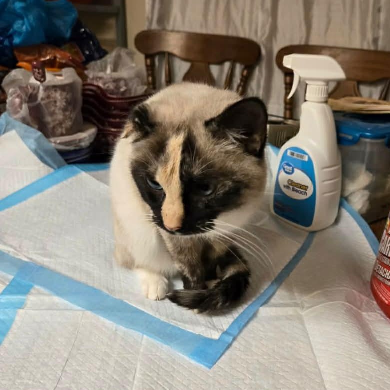 Enlarge Gracie, a ADOPTABLE Siamese in Export, PA image 2/3