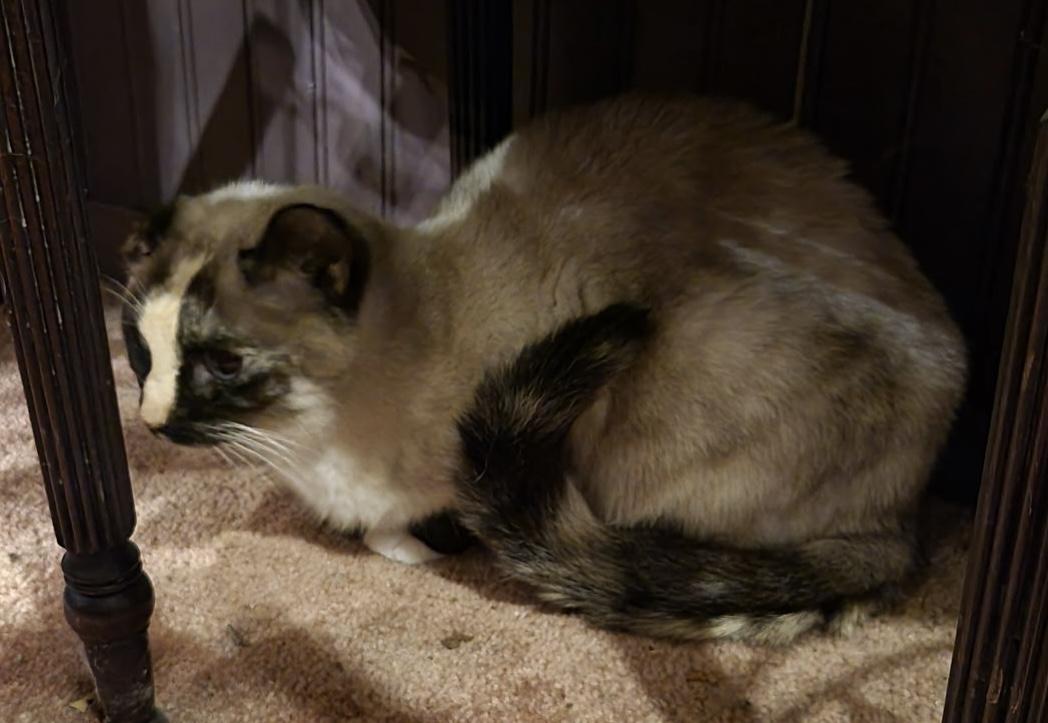 Enlarge Gracie, a ADOPTABLE Siamese in Export, PA image 1/3